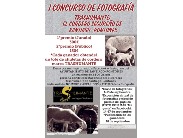 Concurso de Fotografía "Trashumante. El Cordero Segureño de Santiago-Pontones"